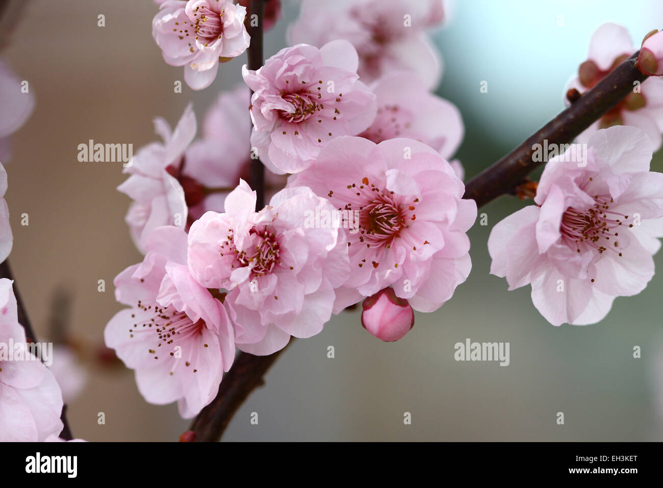 Cherry blossoms in full bloom Stock Photo - Alamy