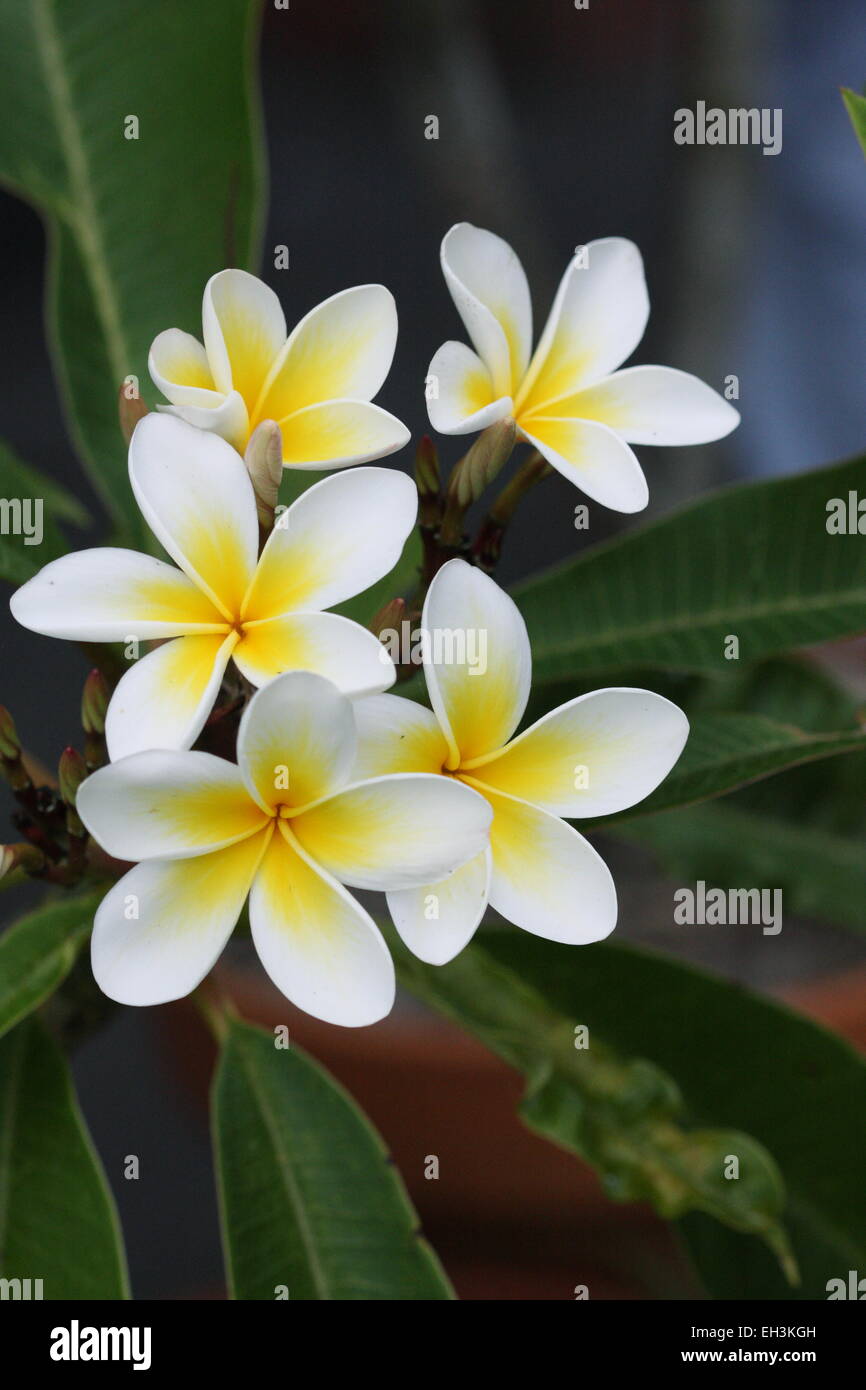 White Frangipani or known as Plumeria Stock Photo Alamy
