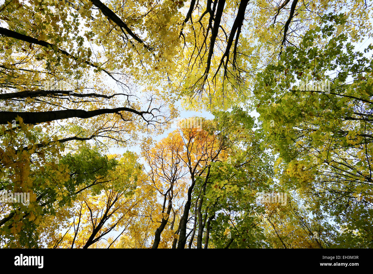 bright picture of colorful autumn trees in the park Stock Photo - Alamy