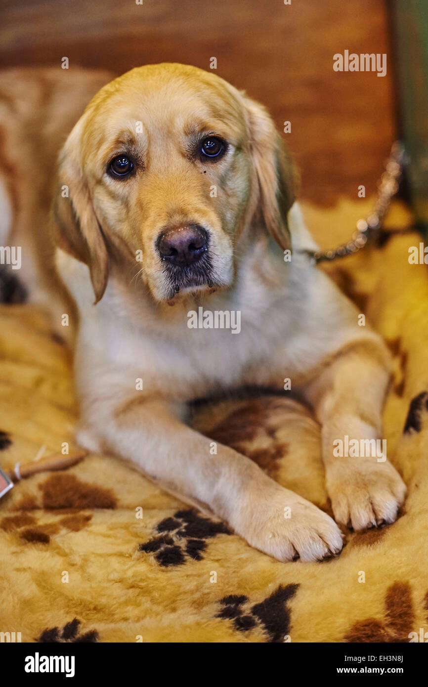 Largest labrador retriever 2025