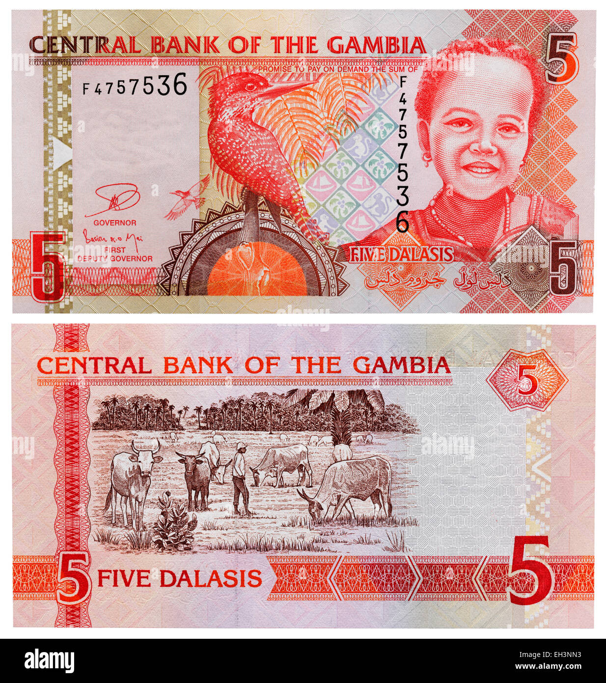 5 dalasis banknote, Kingfisher bird, girl, herding cattle, Gambia Stock Photo