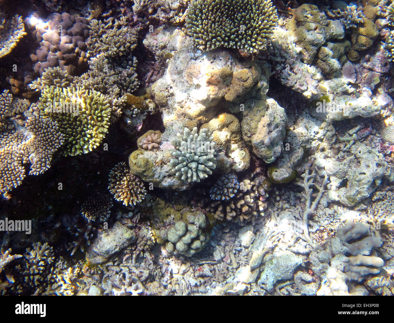 Porites finger coral on a coral reef in the Maldives Stock Photo