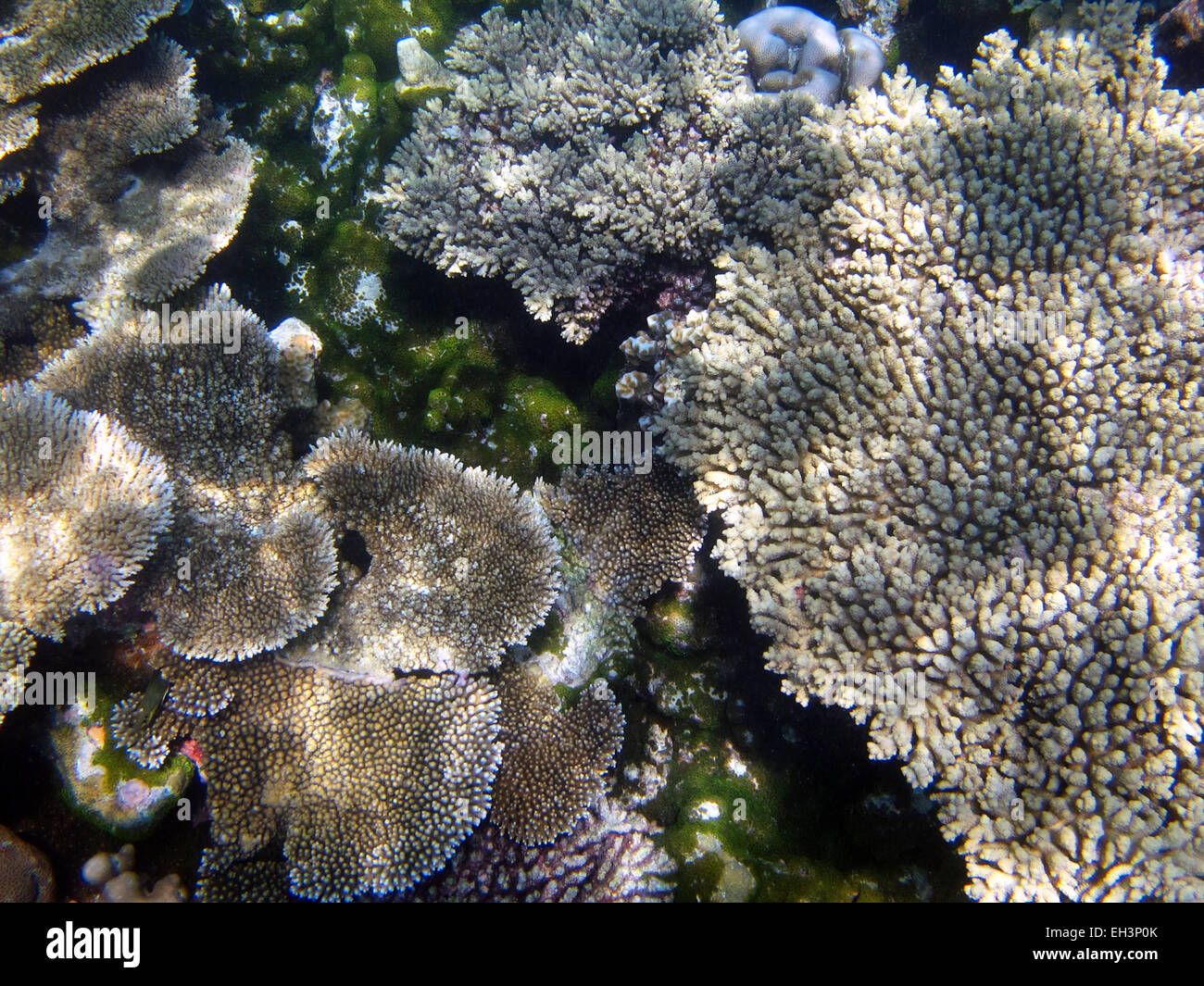 Porites leafy coral on a coral reef in the Maldives Stock Photo