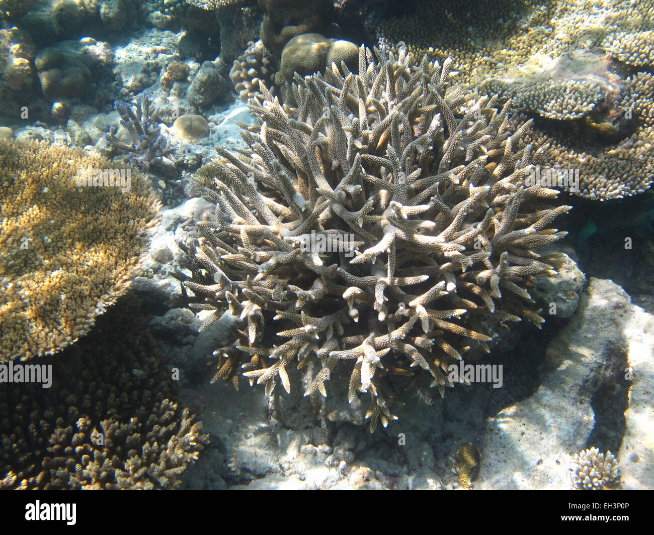 Staghorn and other corals on a reef in the Maldives Stock Photo