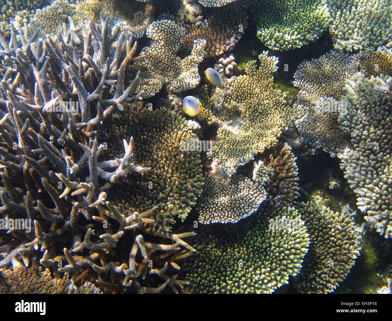 Agaricia and staghorn coral on a coral reef in the Maldives with Oval or Melon Butterflyfish Stock Photo