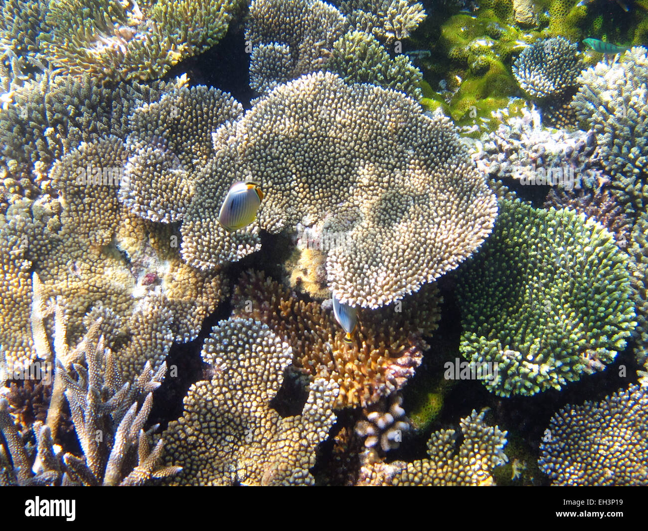 Agaricia coral on a coral reef in the Maldives with Oval or Melon Butterflyfish Stock Photo