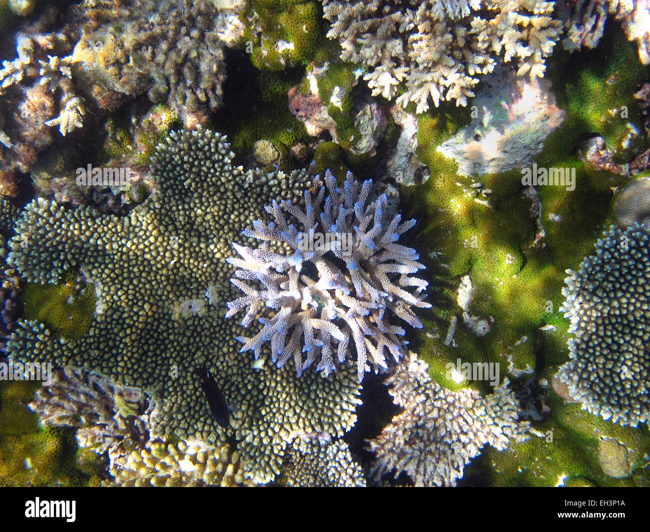 Staghorn and other corals on a reef in the Maldives Stock Photo