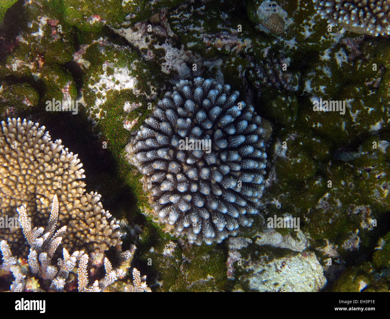 Porites coral on coral reef in the Maldives Stock Photo