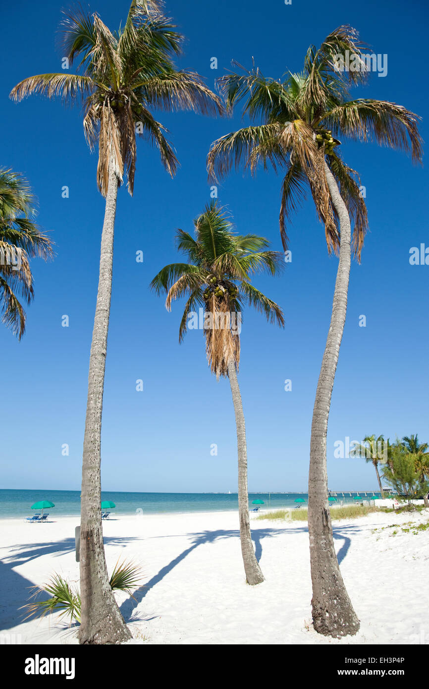 PALM TREES FORT MYERS BEACH ESTERO ISLAND GULF COAST FLORIDA USA Stock Photo Alamy