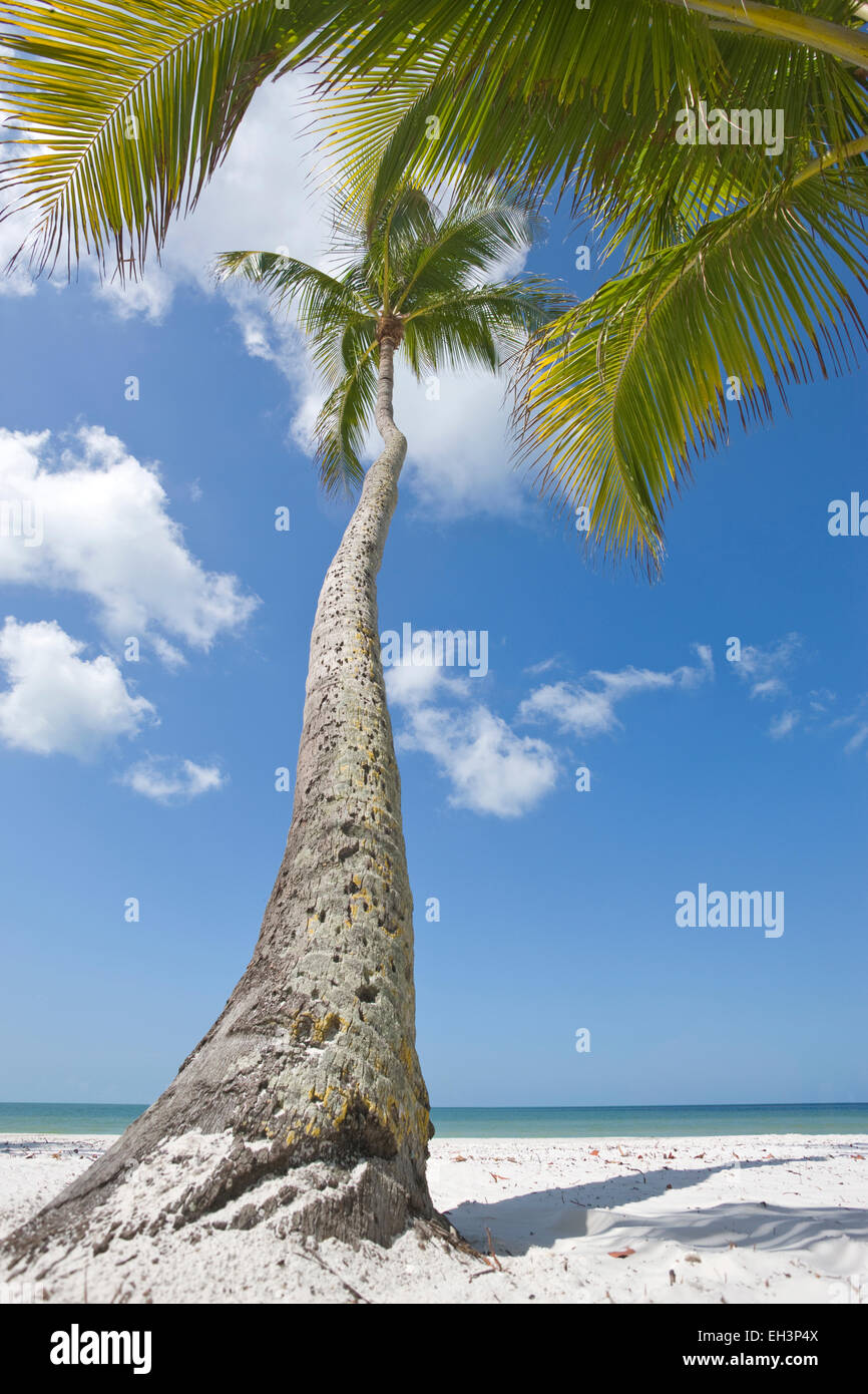 PALM TREES FORT MYERS BEACH ESTERO ISLAND GULF COAST FLORIDA USA Stock