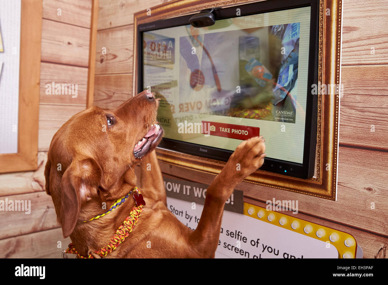 Birmingham UK Friday 6th March 2015. Puzzle, a fox red labrador tries the world's first dog selfie mirror. The Pet Selfie Mirror works by triggering a pressure sensor when the pet steps into place, taking a photograph and sharing this to the Canidae Facebook and Twitter pages. The Pet Selfie Mirror has been created to celebrate the nation's love of pets, and especially the fondness of sharing snaps of furry friends online. Puzzle, a fox red labrador tries the world's first dog selfie mirror. Credit:  Edward Moss/Alamy Live News Stock Photo