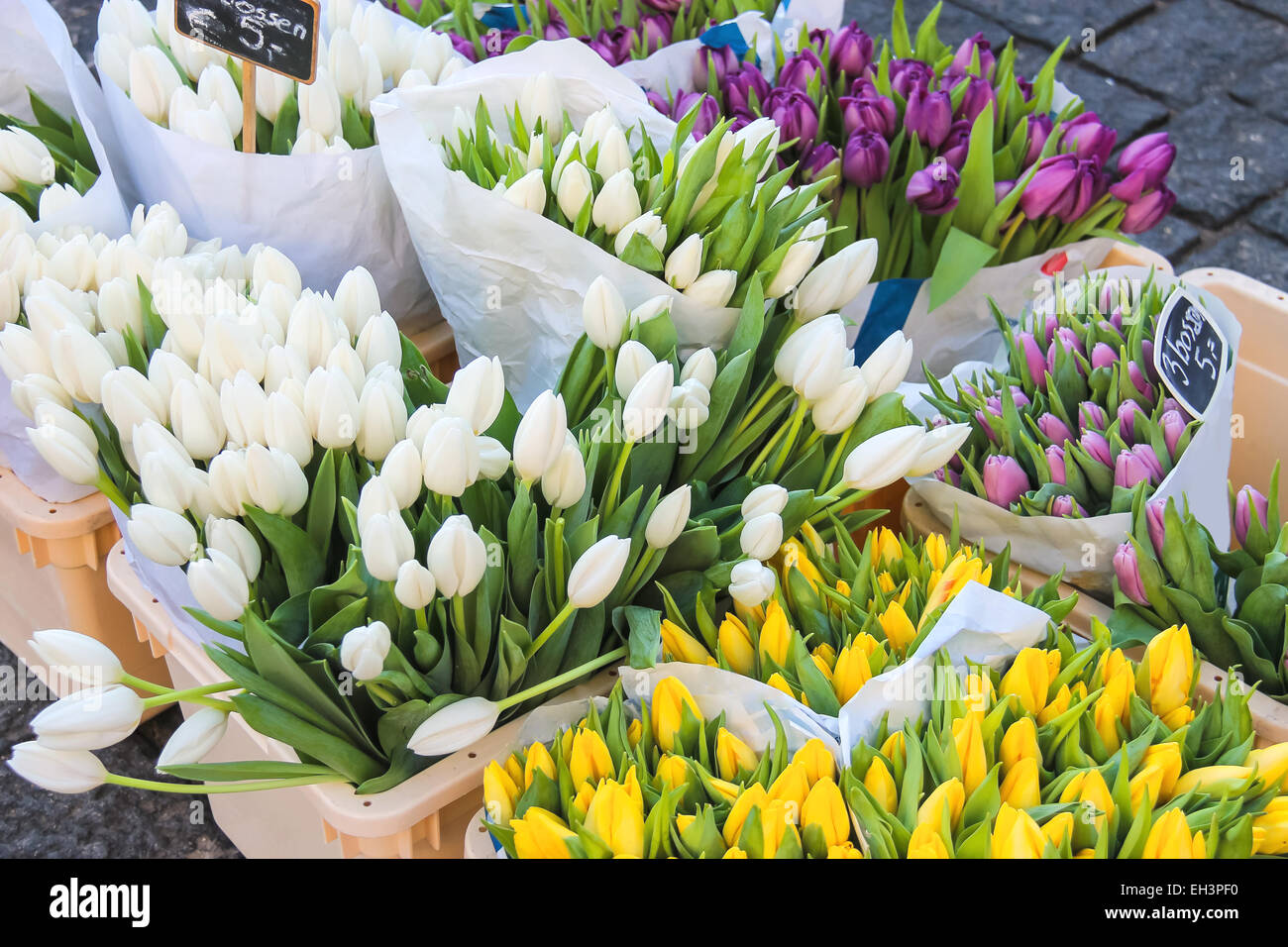 Sale of tulips in the Dutch market Stock Photo Alamy