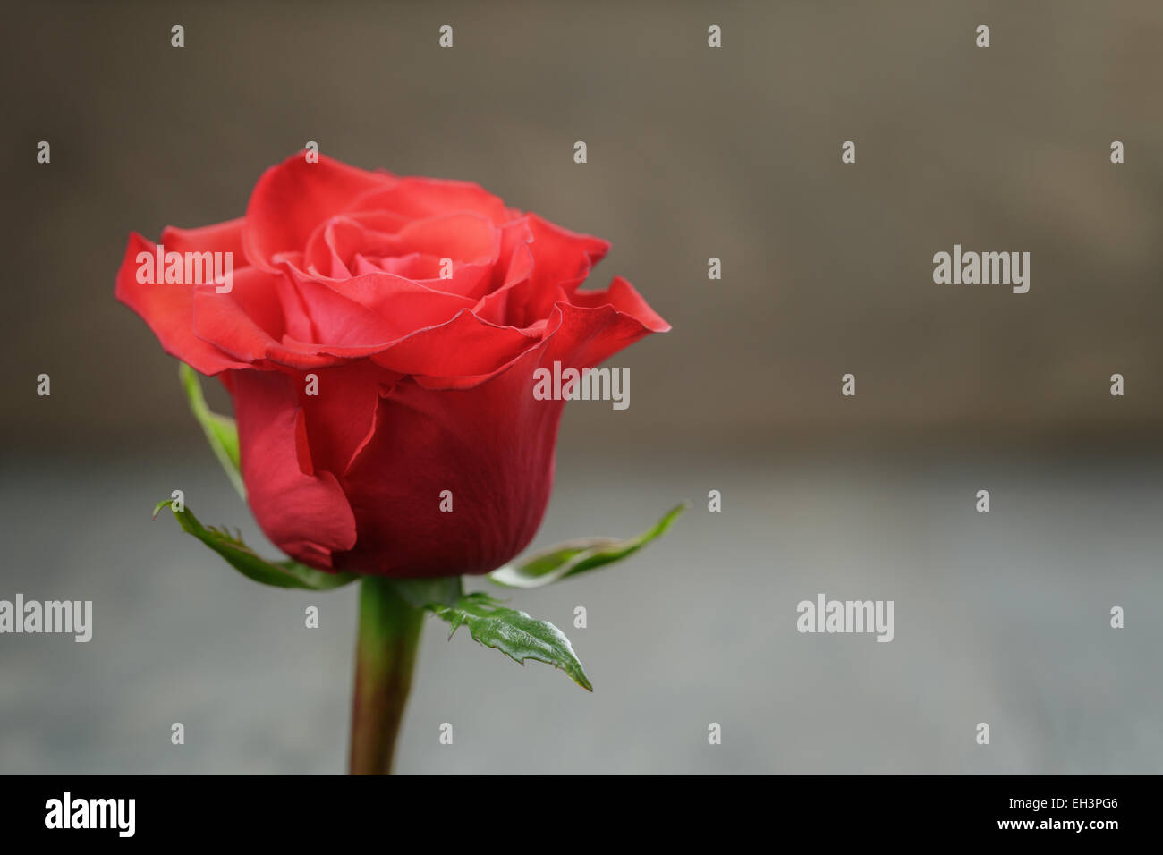 Romantic background with red rose on wood table Stock Photo - Alamy