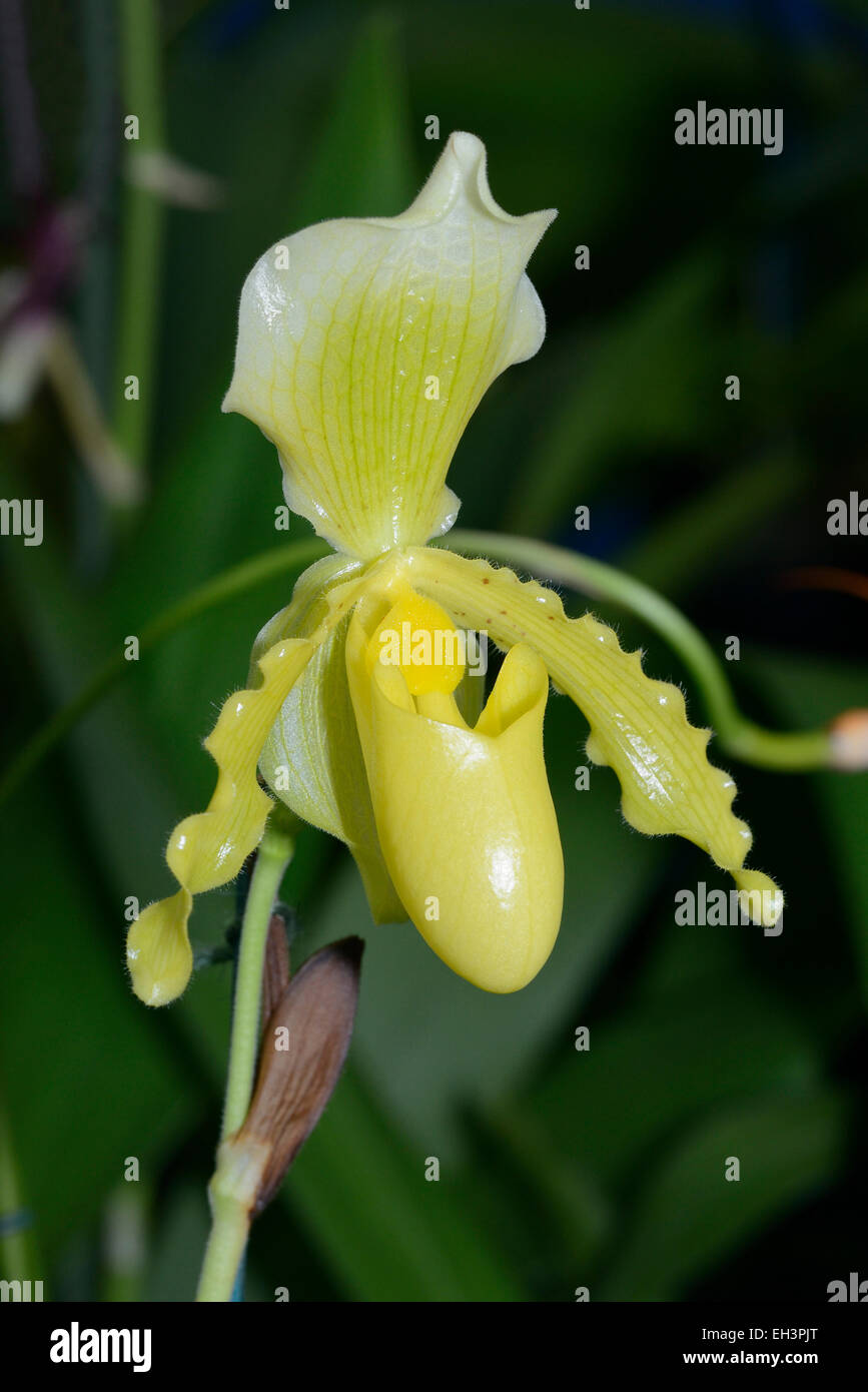 Paphiopedilum insigne x primulinum Hybrid Slipper Orchid Stock Photo
