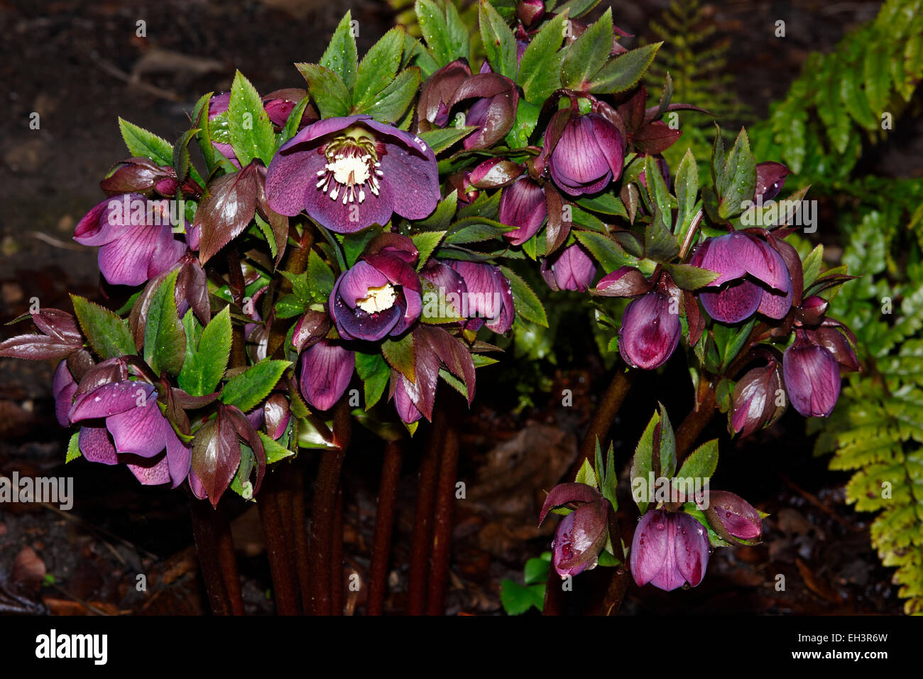 A distinctive display of the winter flowering 'Lenten rose' , City of