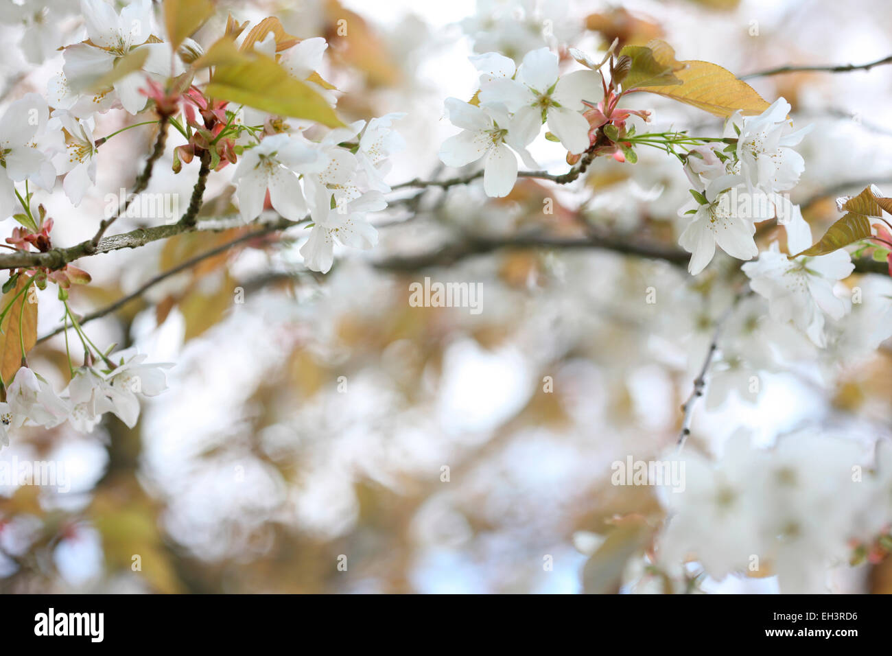 A taste of Spring, beautiful flowering branch of Cherry Blossom Jane Ann Butler Photography JABP766 Stock Photo