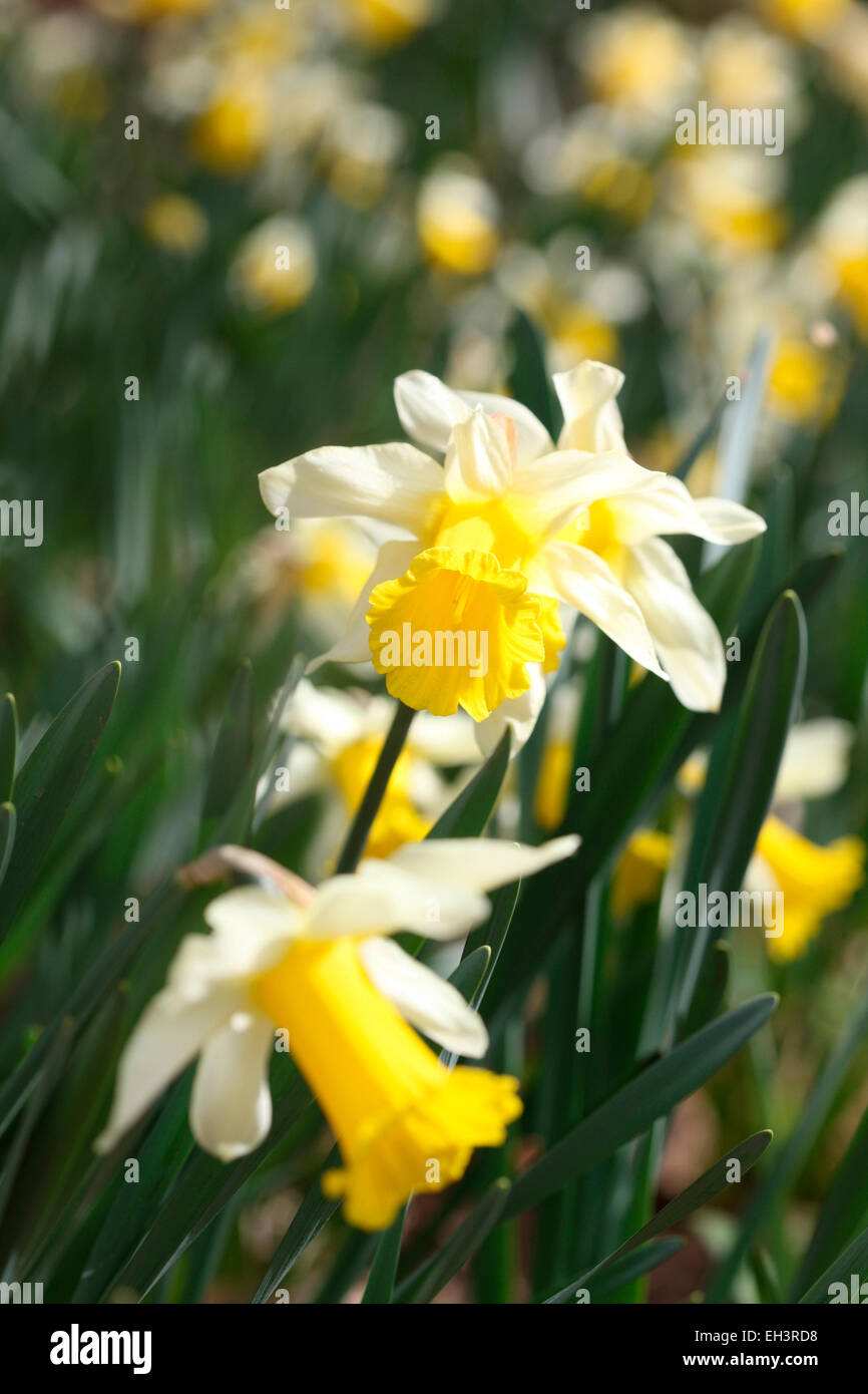 A Glorious Daffodil Field Jane Ann Butler Photography JABP763 Stock Photo