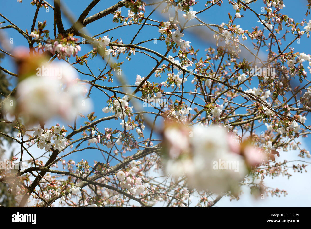 A taste of Spring, beautiful clusters of Great White Cherry, Tai Haku blossom Jane Ann Butler Photography JABP760 Stock Photo