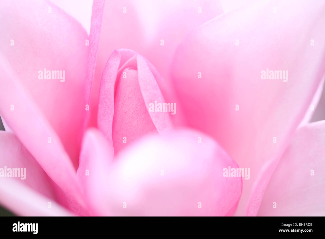 Exquisite Magnolia Campbellii Mollicomata pink bloom Jane Ann Butler Photography JABP751 Stock Photo