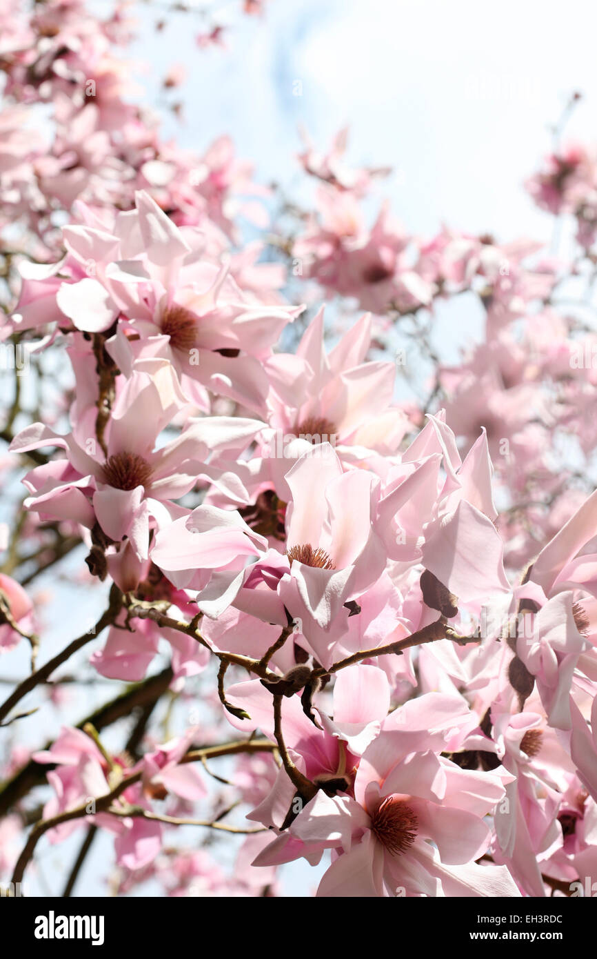 Pink Magnolia tree in Spring sunshine Jane Ann Butler Photography JABP753 Stock Photo