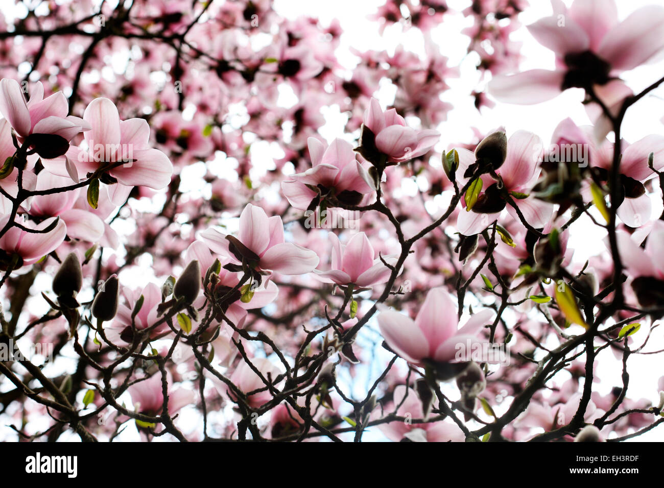 Pink Magnolia tree in Spring sunshine Jane Ann Butler Photography JABP754 Stock Photo