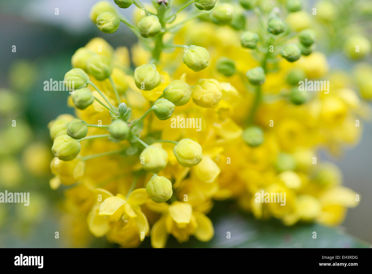 Beautiful Yellow Oregan Grape Blooms Native to W.N.America Jane Ann Butler Photography JABP756 Stock Photo