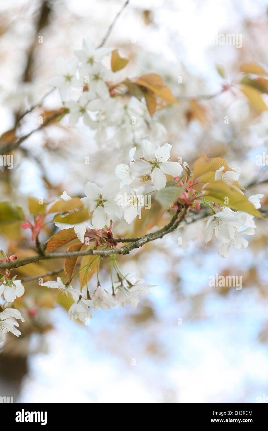 A taste of Spring, beautiful clusters of Prunus Serrulata Cherry Blossom  Jane Ann Butler Photography JABP765 Stock Photo