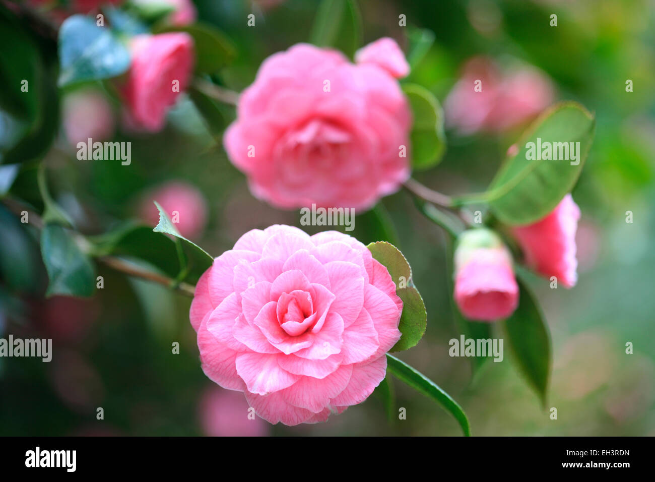 Charming perfect pink Camellias Jane Ann Butler Photography JABP758 Stock Photo