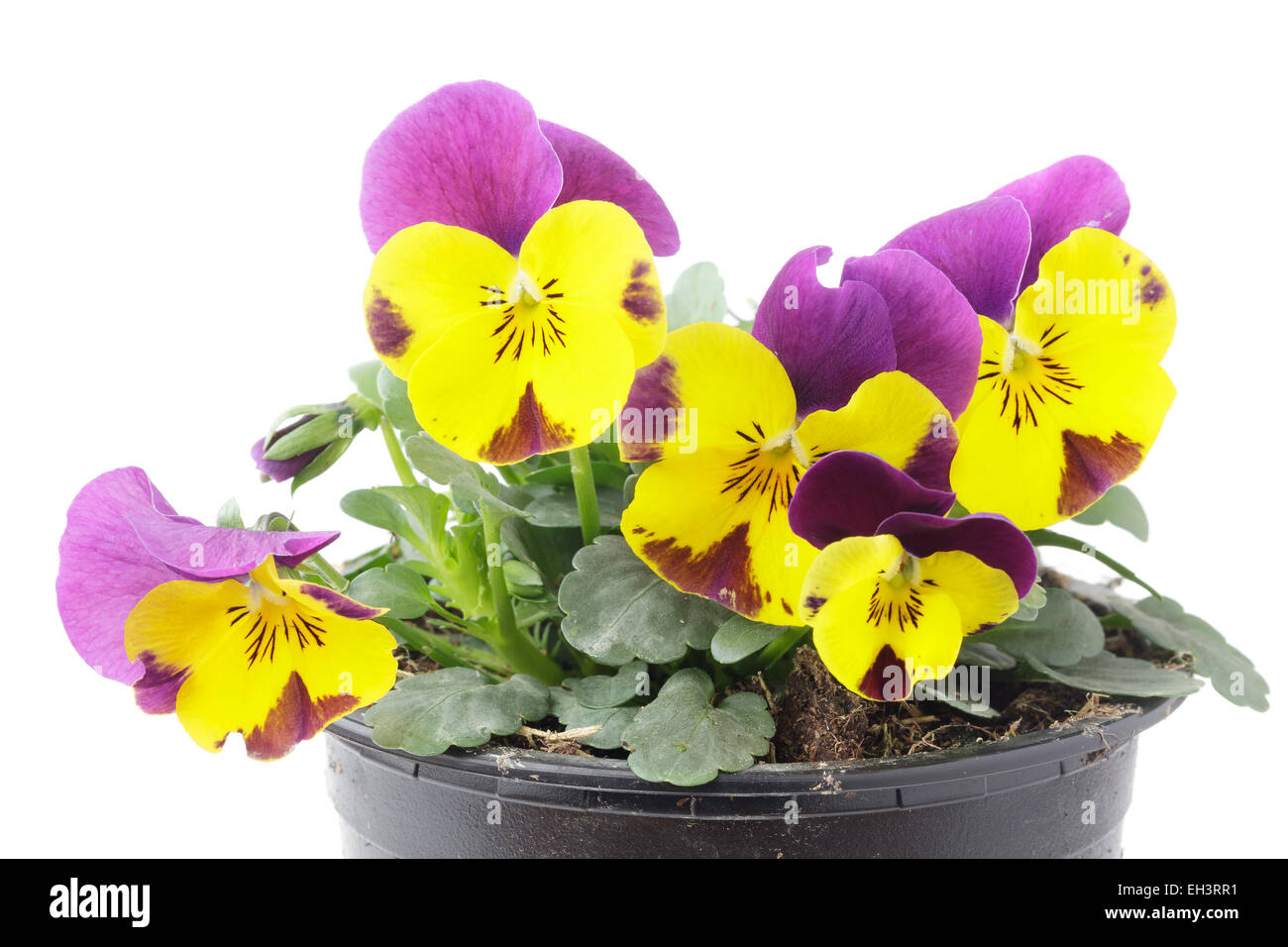Viola cornuta hires stock photography and images Alamy