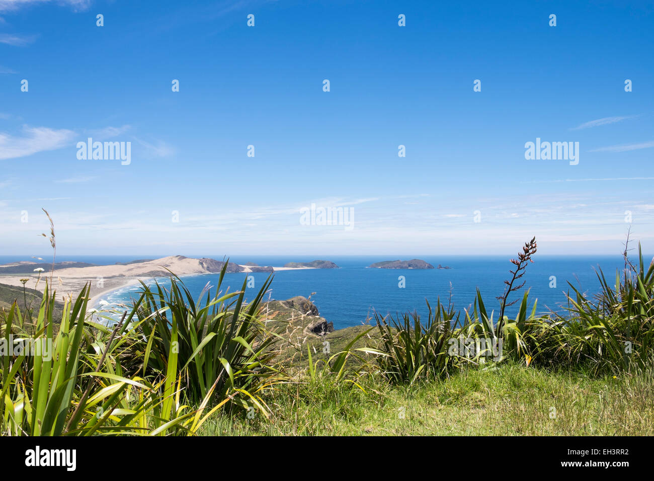 Phormium tenax, flax plants at Cape Reinga at the north of New Zealand. Stock Photo