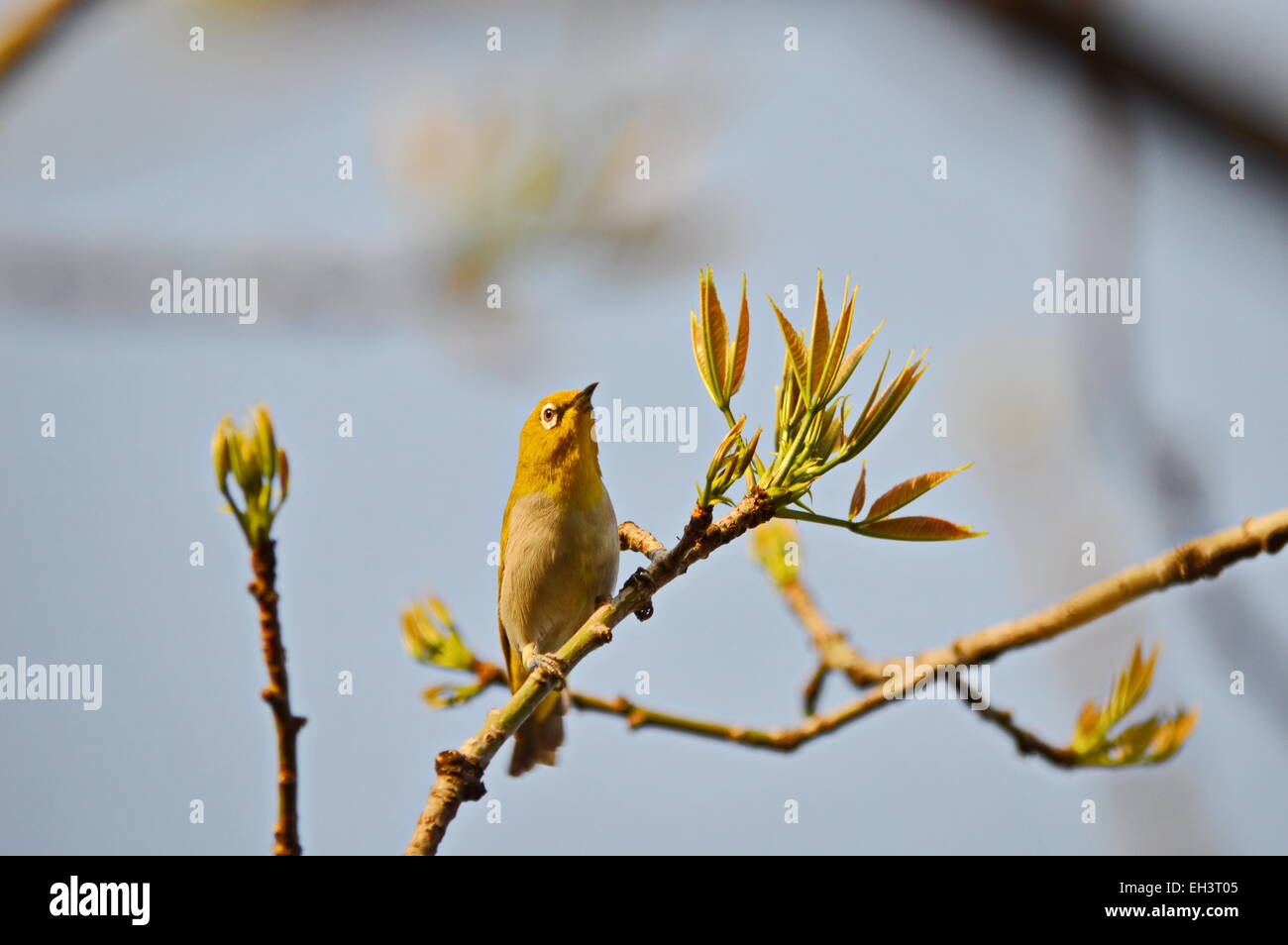 Oriental white eye, tropical bird, yellow bird, white eye, small bird, passerine bird, spring , spring season Stock Photo