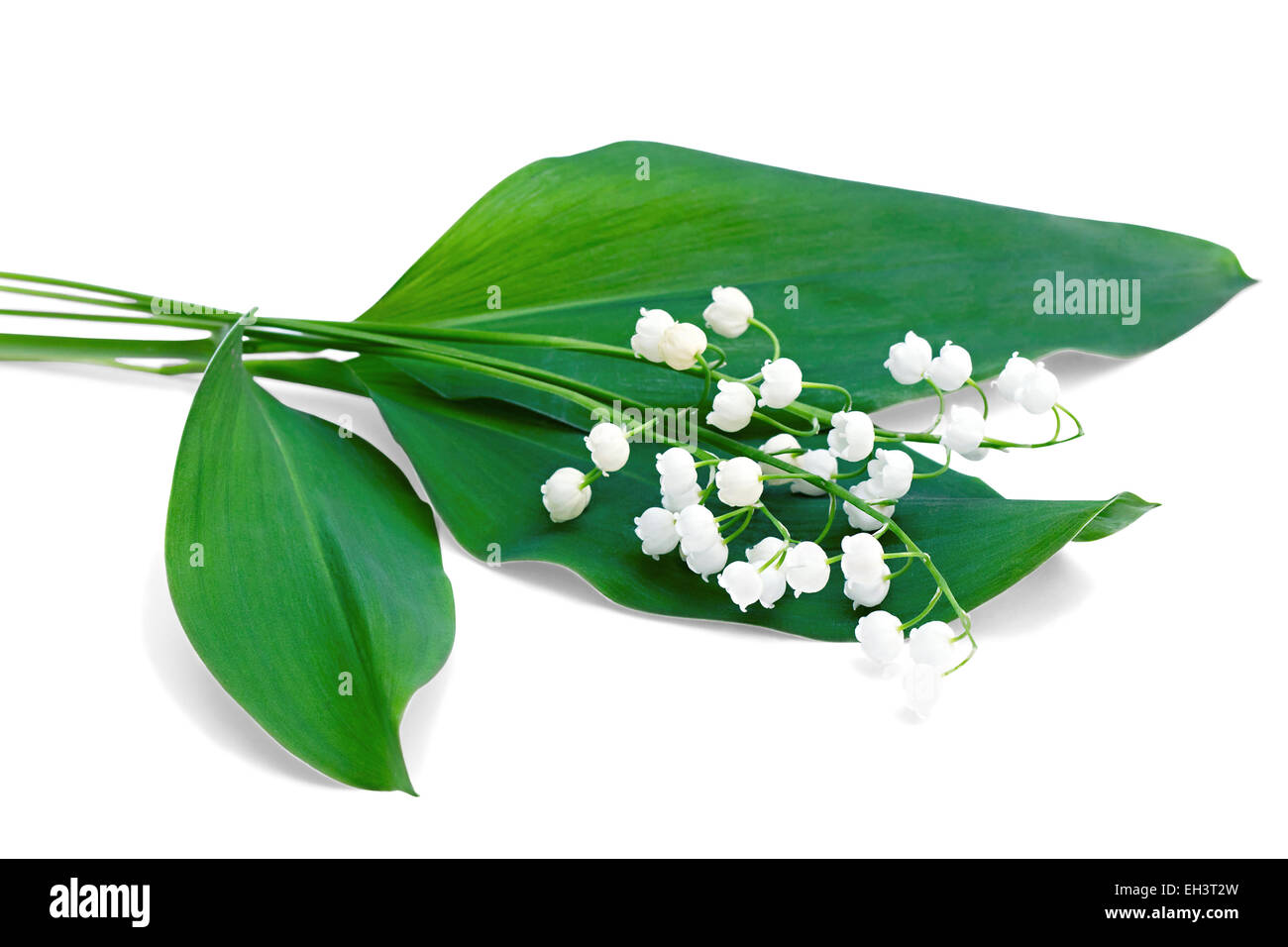 a bouquet of lilies isolated on white Stock Photo - Alamy