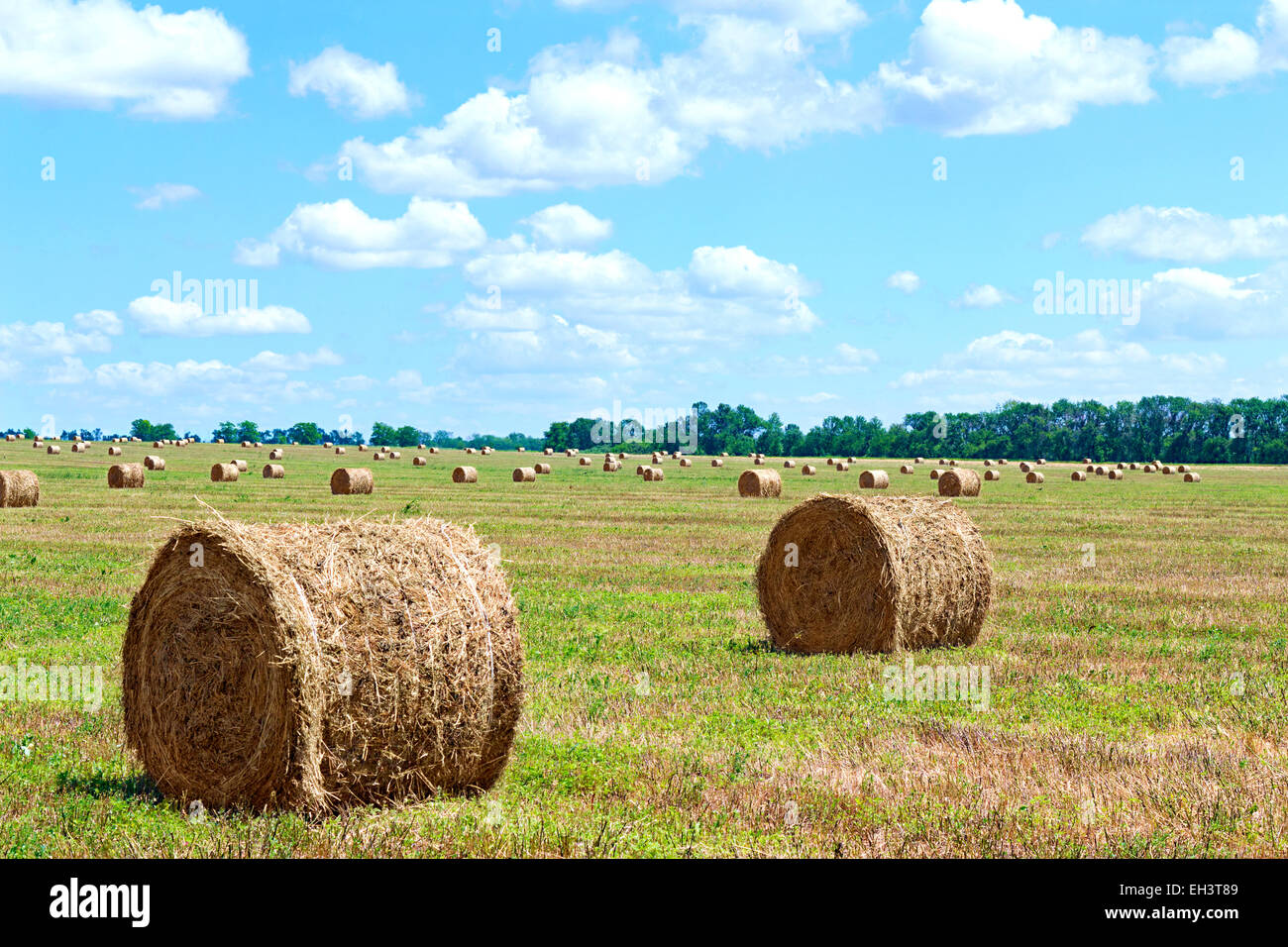 image harvested bales of straw from the field Stock Photo Alamy