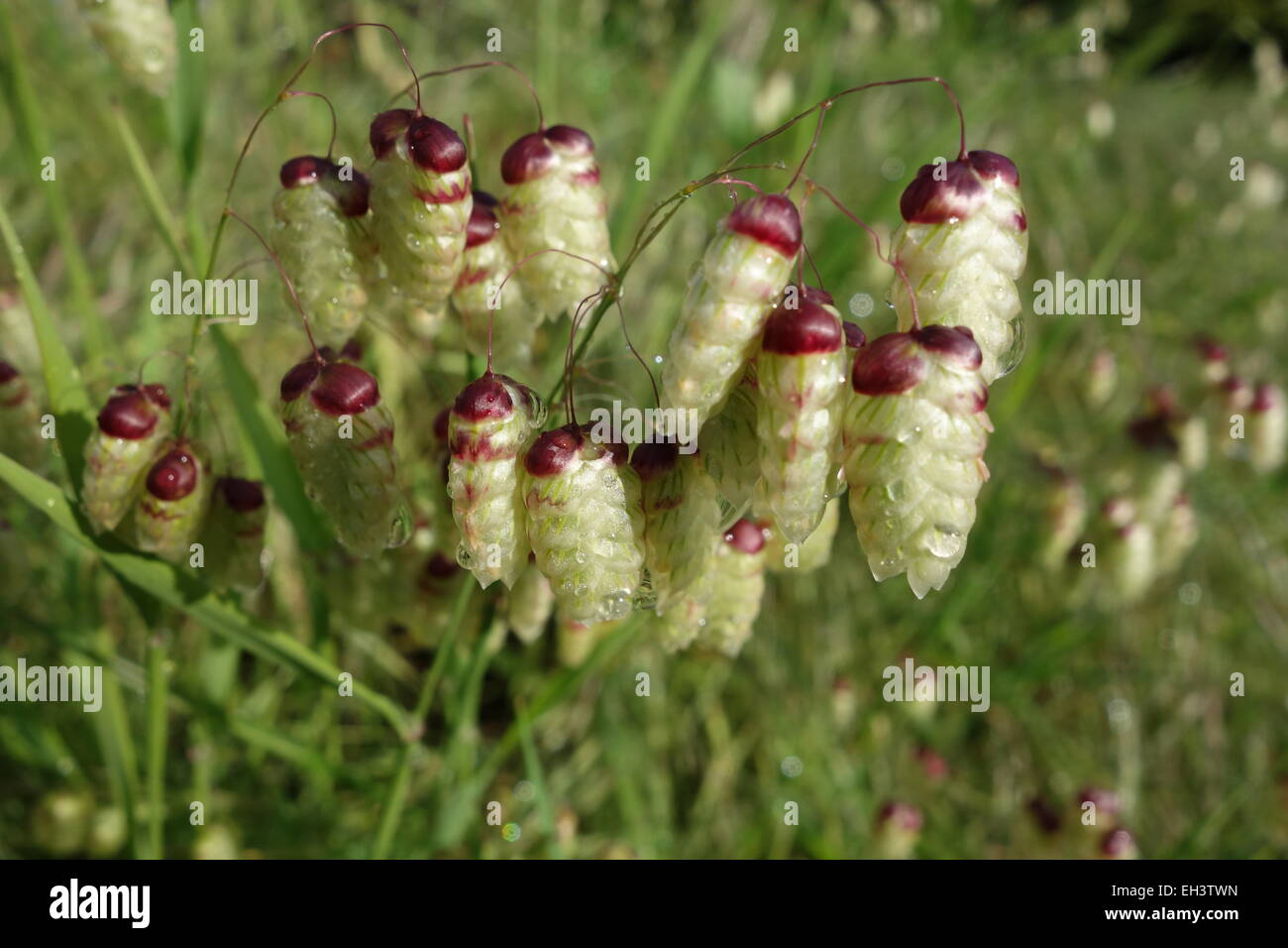 Greater Quaking Grass Stock Photo