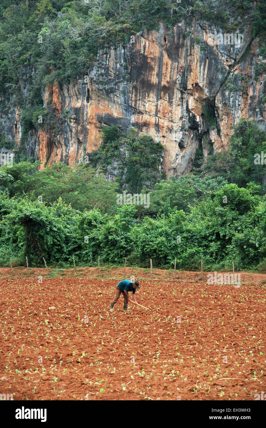 Scene from the tobacco growing region of Viñales, Cuba Stock Photo