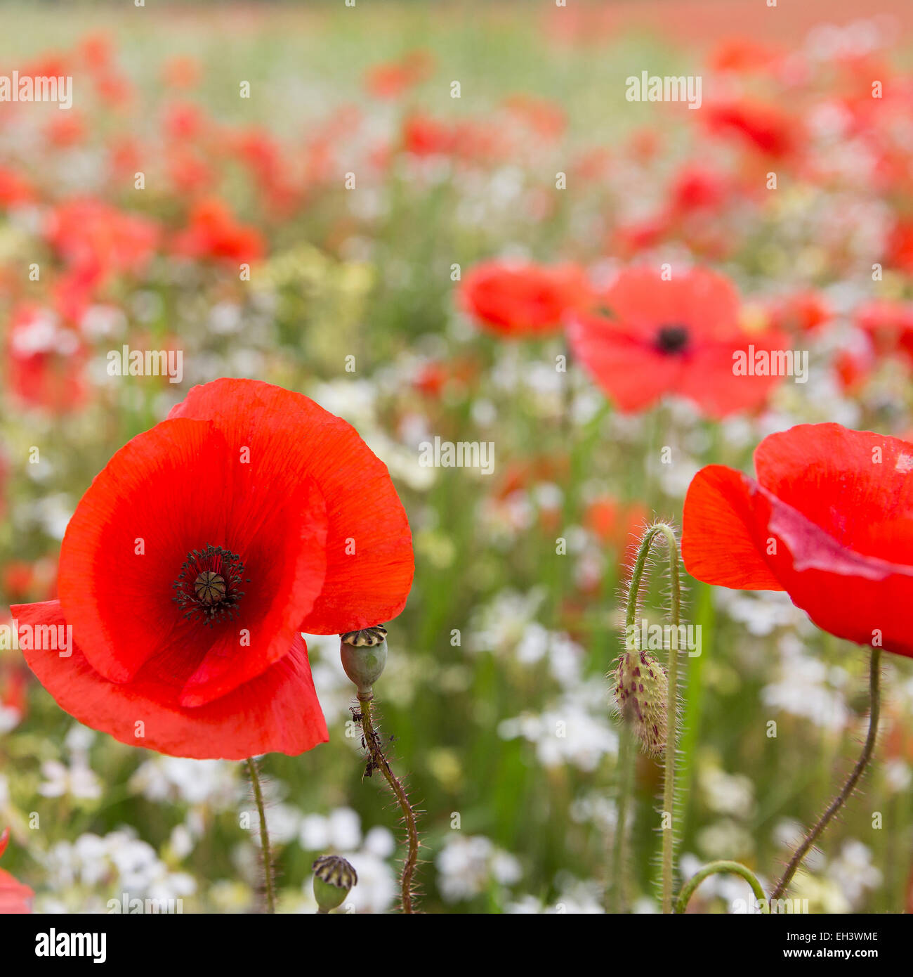 Wild Poppy Field At Bewdley Stock Photo - Alamy