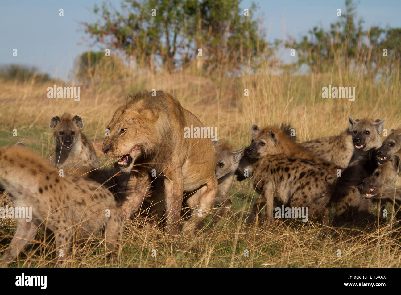 Lion being attacked my a clan of Hyenas Stock Photo - Alamy