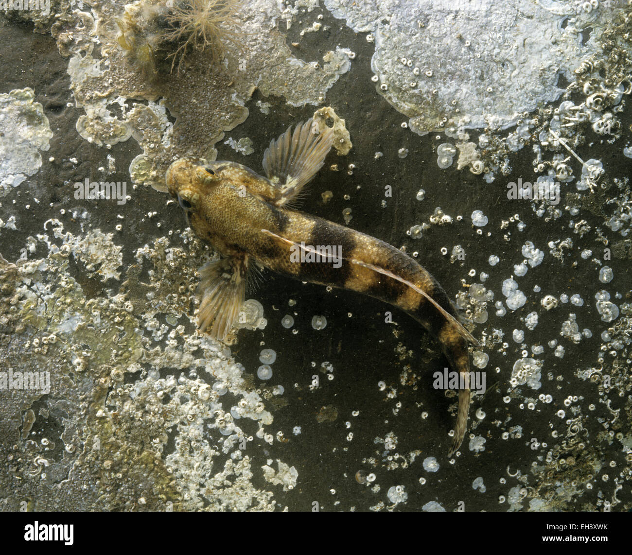 Rock Goby - Gobius paganellus Stock Photo