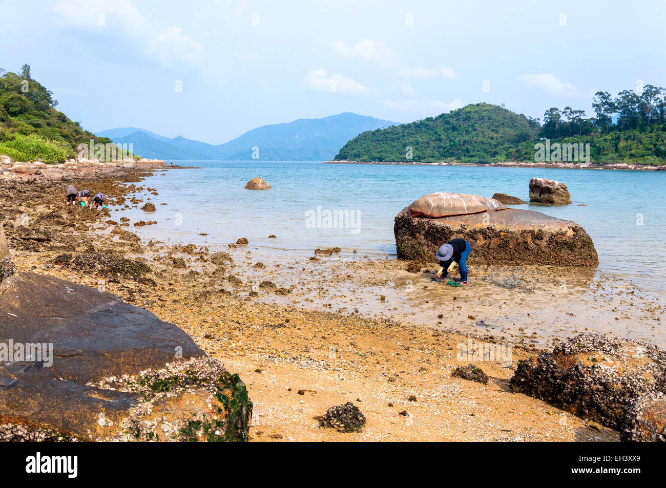 People digging for shellfish at Star Fish Bay, New Territories, Hong Kong SAR Stock Photo
