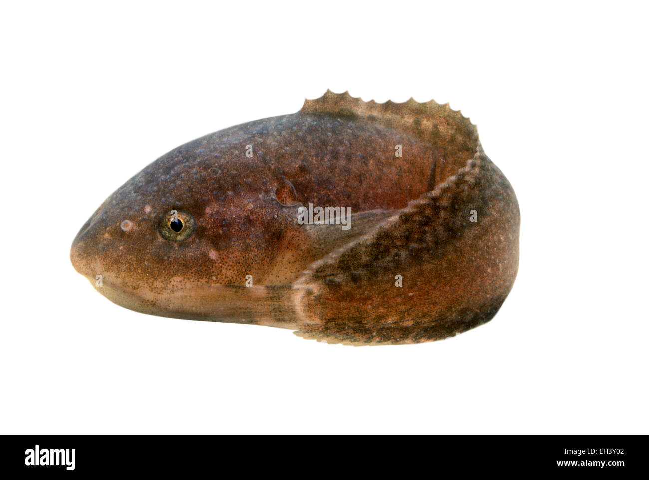 Common Sea Snail - Liparis liparis Stock Photo