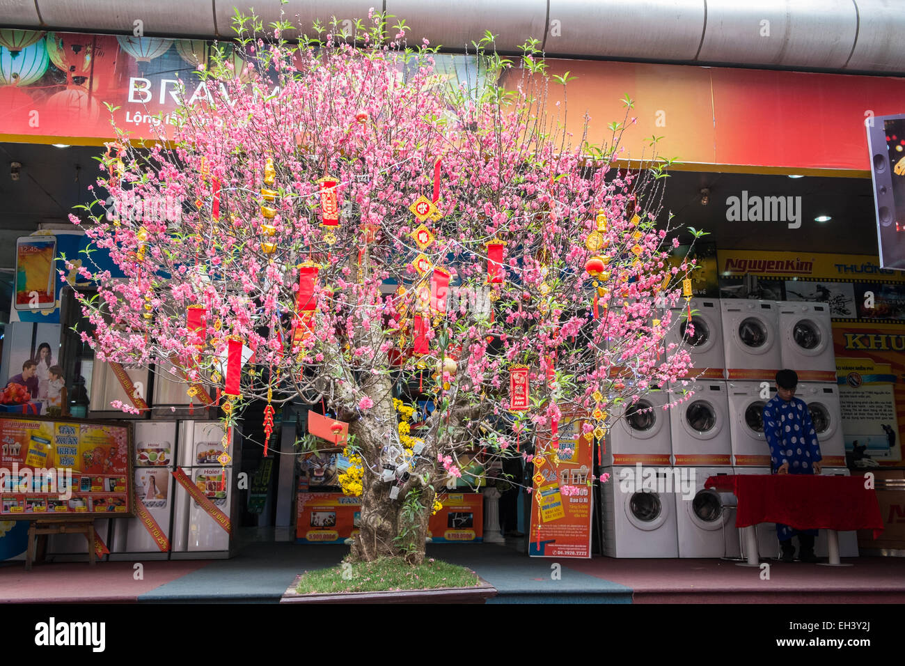 Flowers, tree bonsai outside a shopping centre. Popular to display for ...