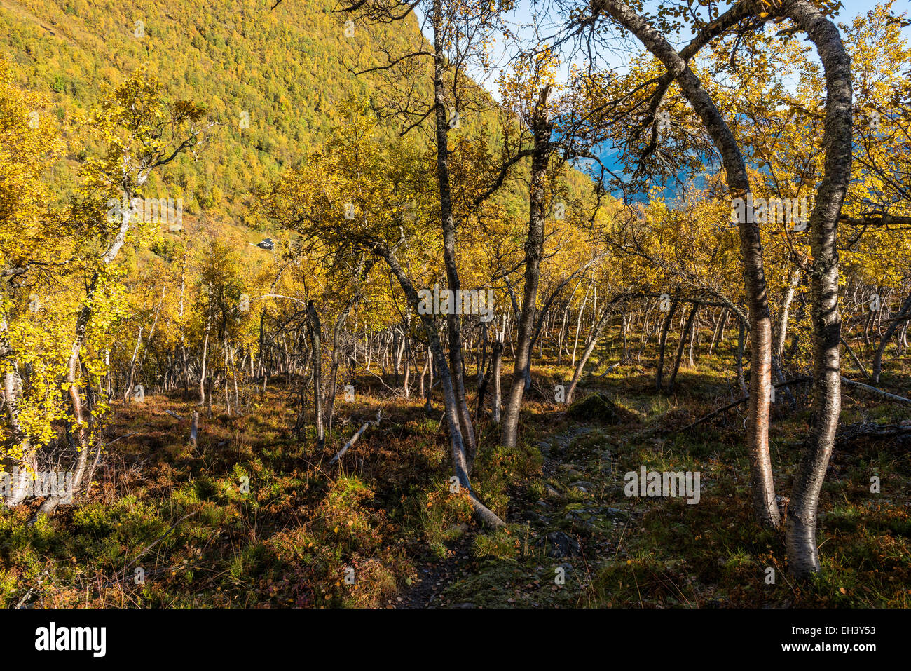 Path through birch trees in autumn, Ljøsdalen, Flåm, Norway Stock Photo