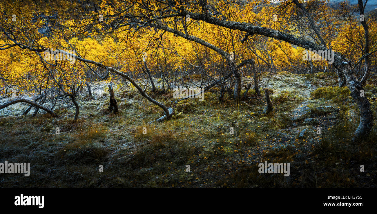 Path through birch forest in autumn, Ljøsdalen, Flåm, Norway Stock Photo