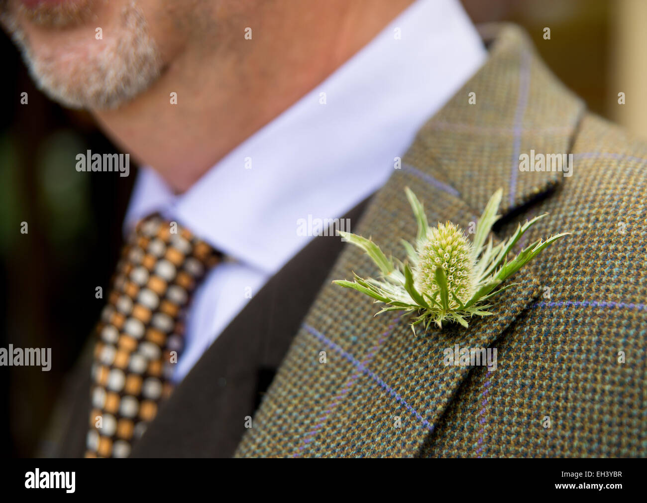 A male with an eryngium flower fixed to his suit jacket on the day of his wedding. Stock Photo