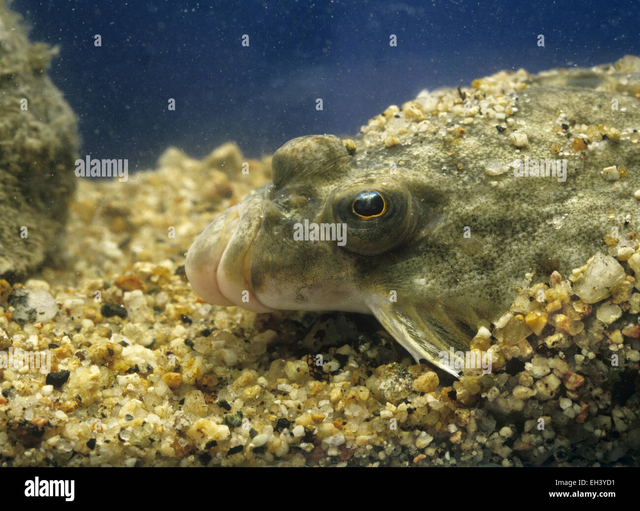 Flounder - Platichthys flesus Stock Photo