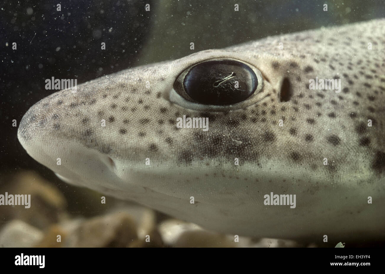 Lesser Spotted Catshark Scyliorhinus Canicula High Resolution Stock