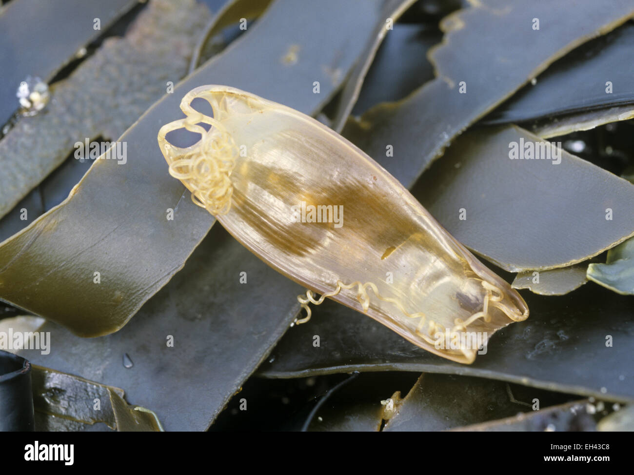 Lesser Spotted Catshark (Dogfish) - Scyliorhinus canicula - egg case Stock Photo