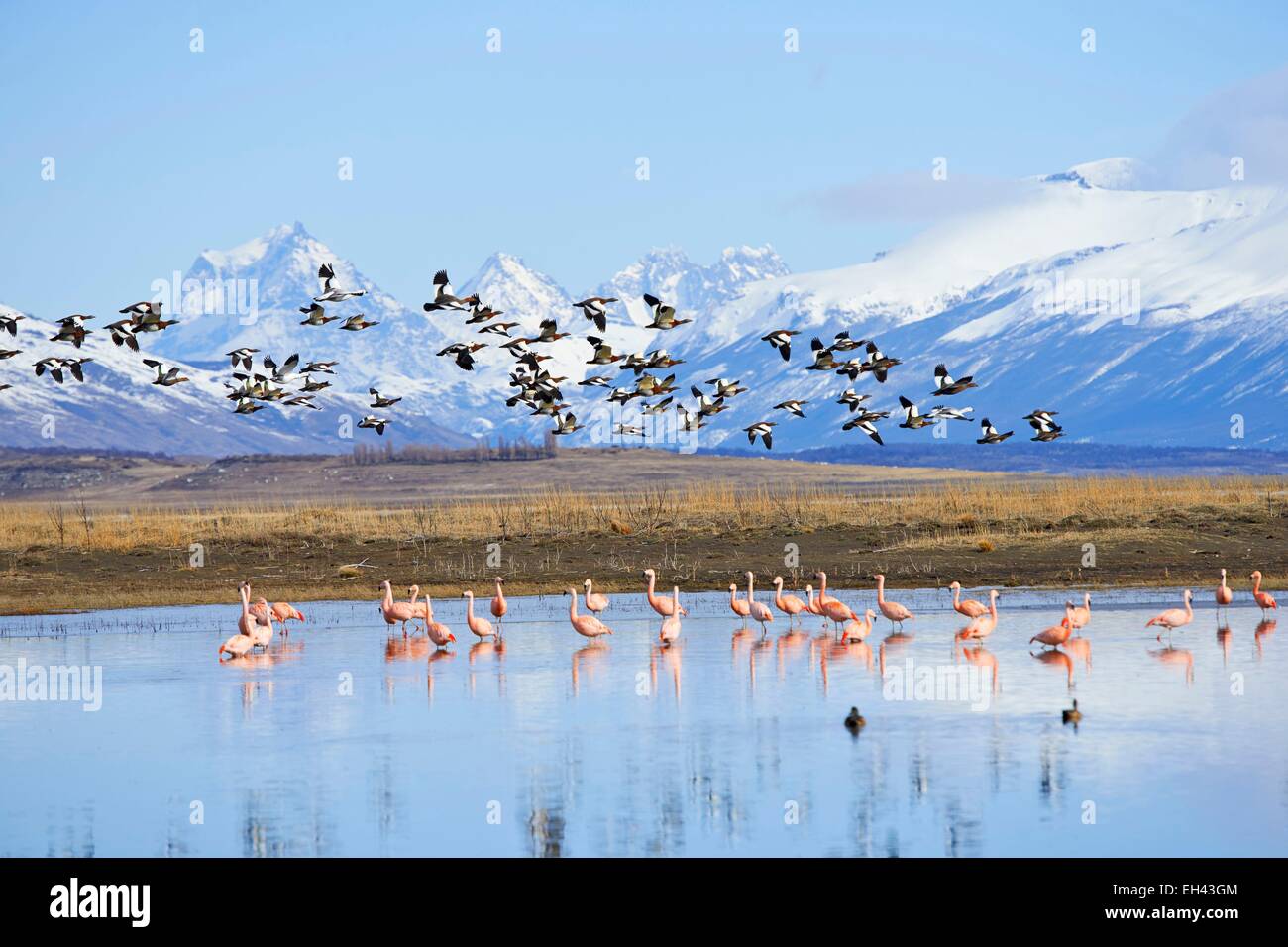 Argentina, Patagonia, Santa Cruz, El Calafate, pink flamingo and gooses on lago argentino Stock Photo