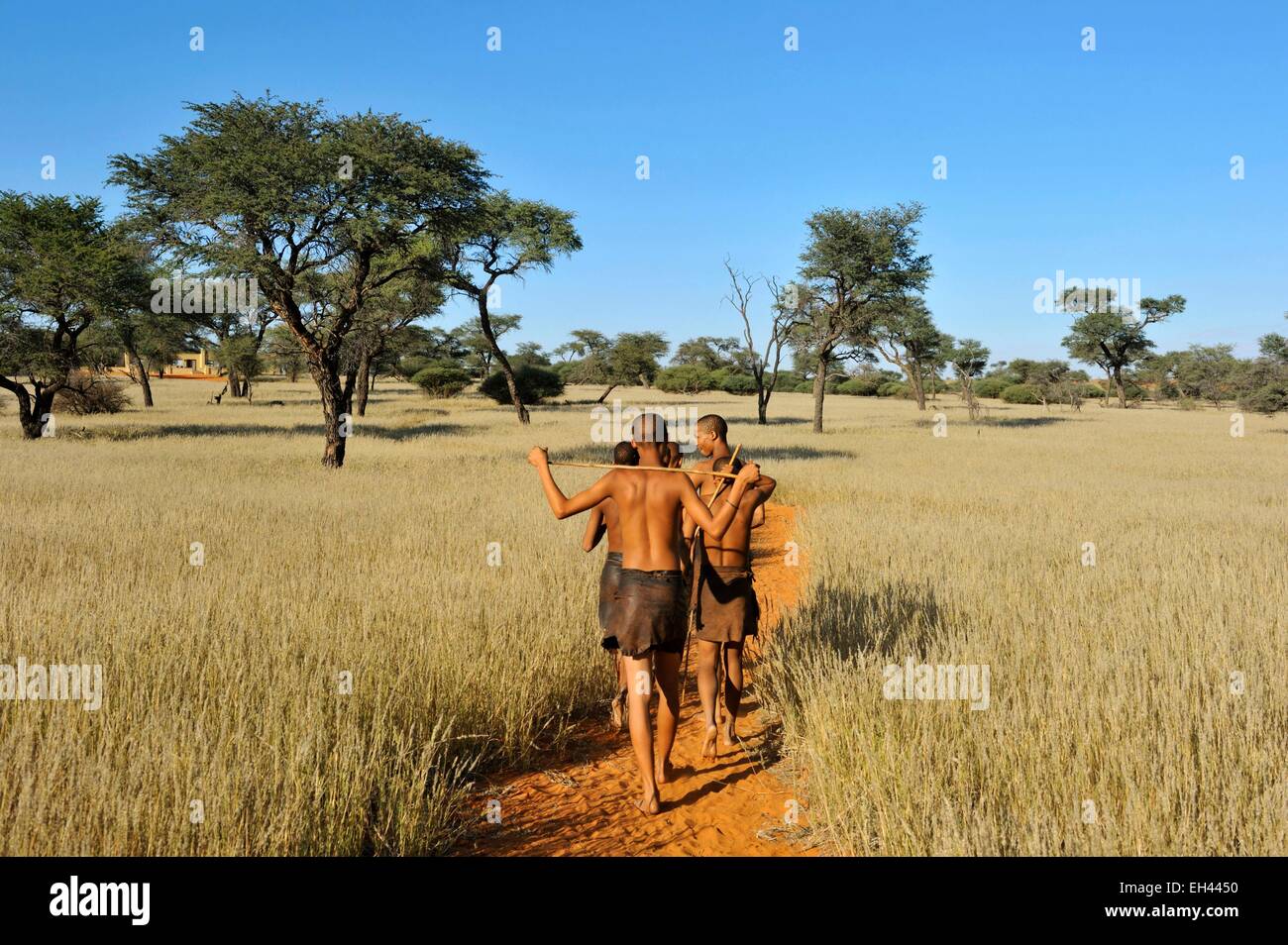 Namibia, Kalahari desert, Intu Afrika Kalahari Game Reserve, morning walk with Bushmen Stock