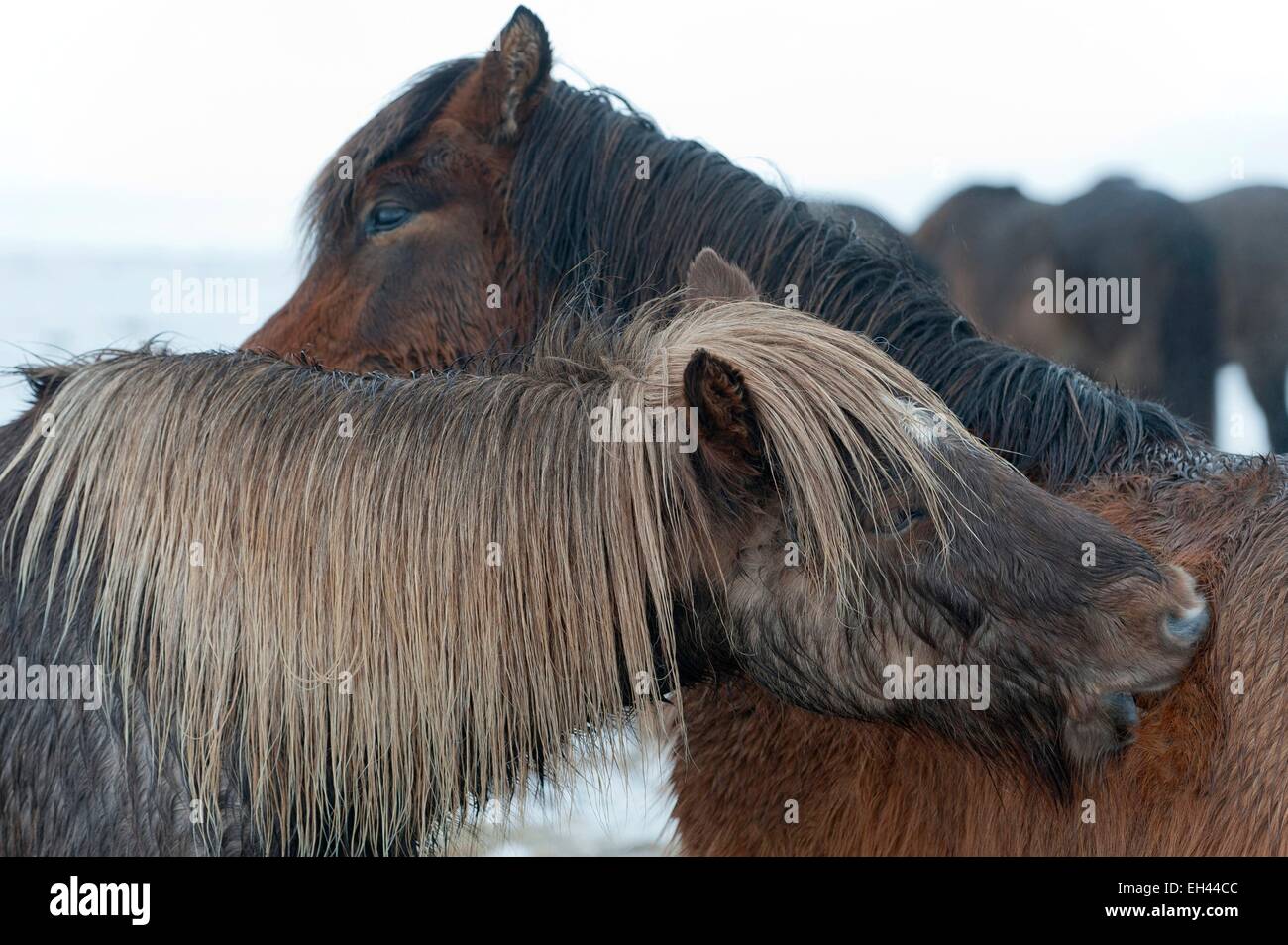 Iceland, Nordurland Eystra, Skjalfandi, horses Stock Photo
